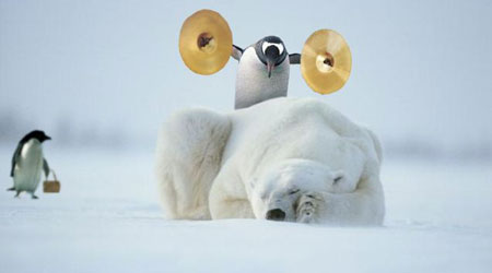 20051124154250-pinguino-cabron.jpg