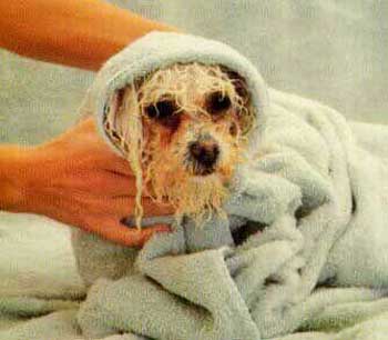 20051215222229-wet-dog.jpg