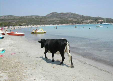 Animales_en_la_playa.jpg